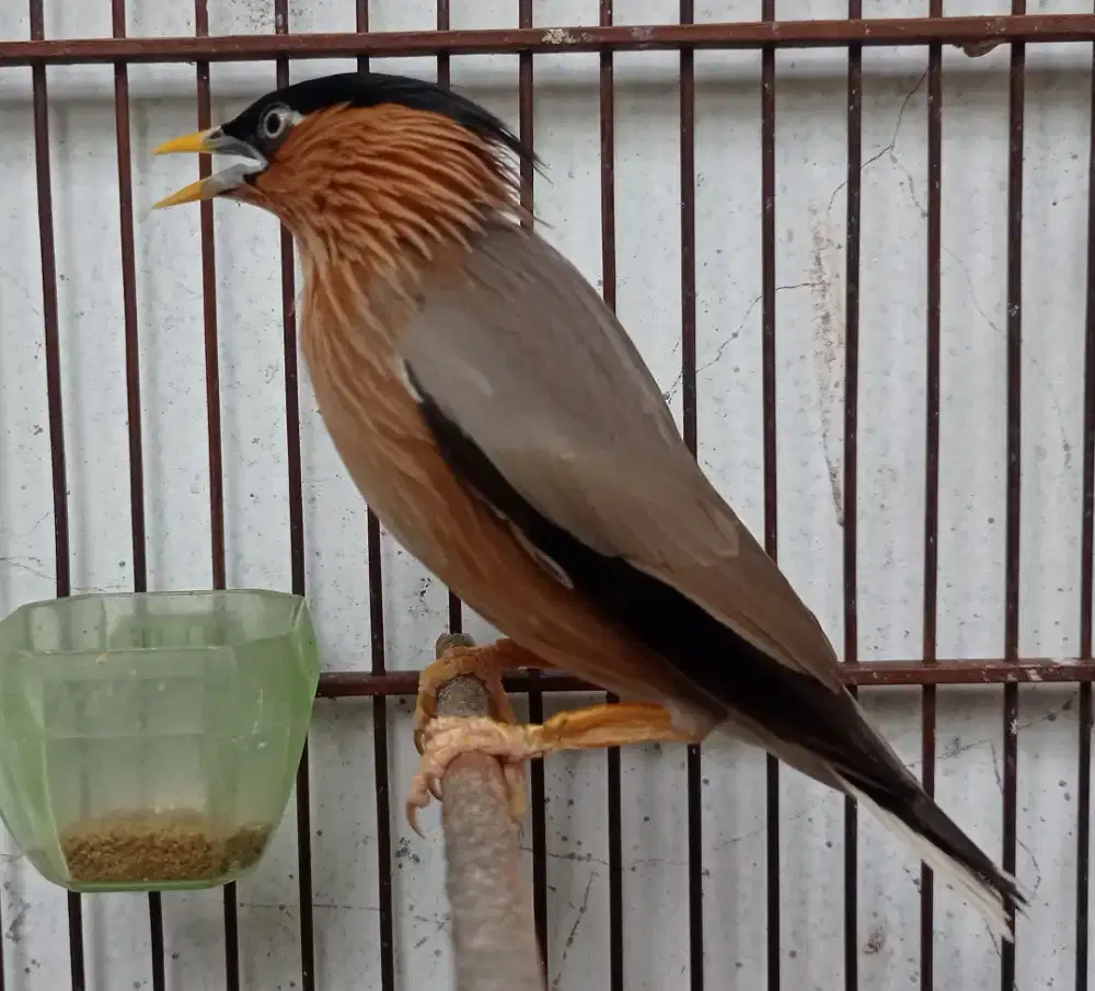 Jalak Brahmana India