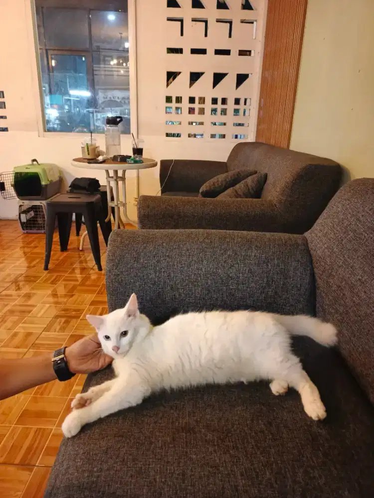 Persia ODDE EYES white solid longhair