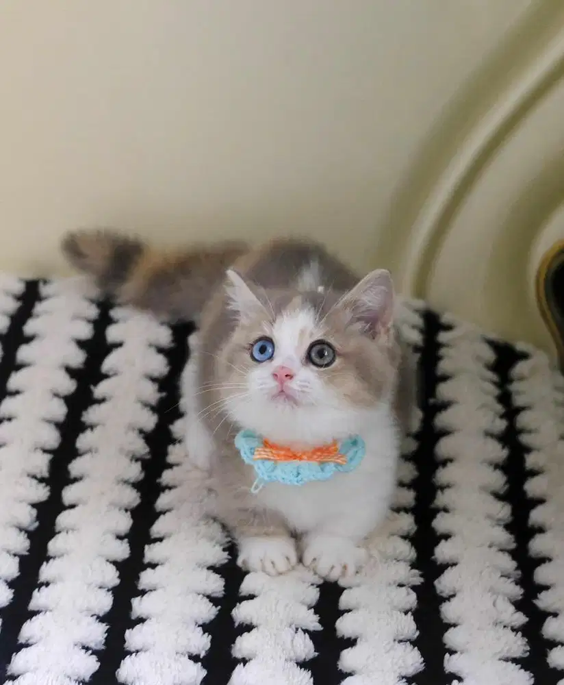 for sale munchkin bsh