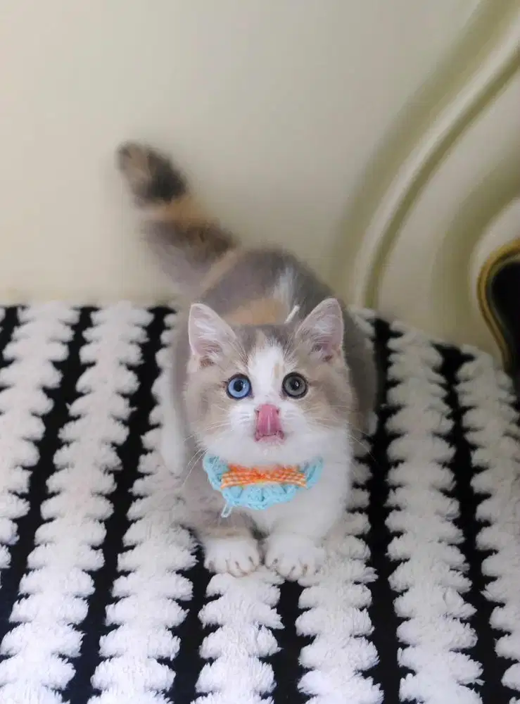 for sale munchkin bsh