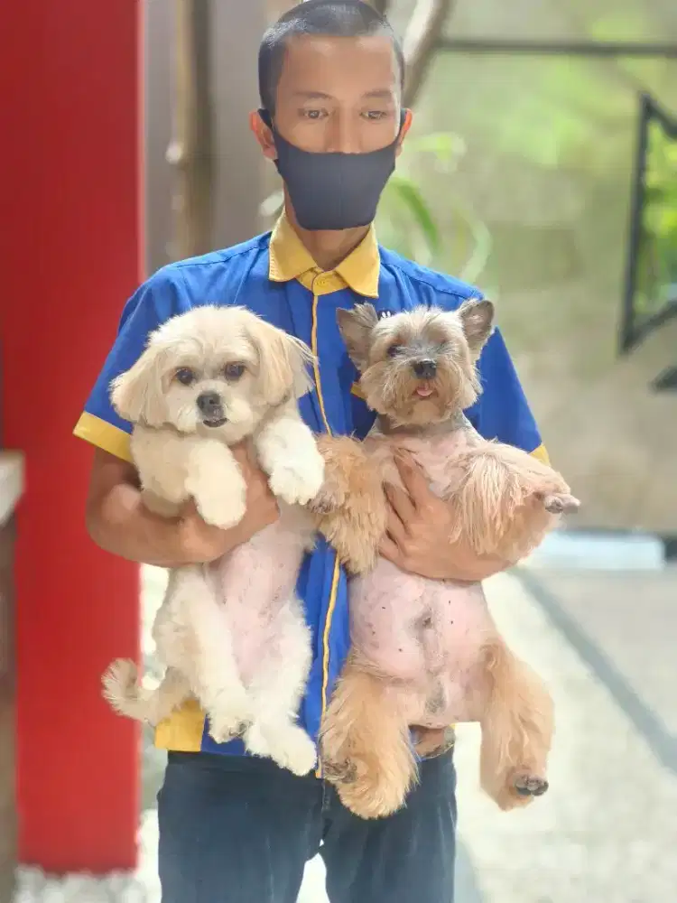 Grooming anjing bogor