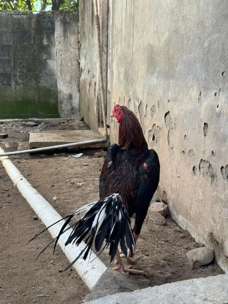 Ekor lidi kaku keturunan asli