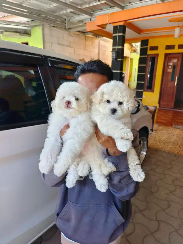 Perawatan salon anjing bogor