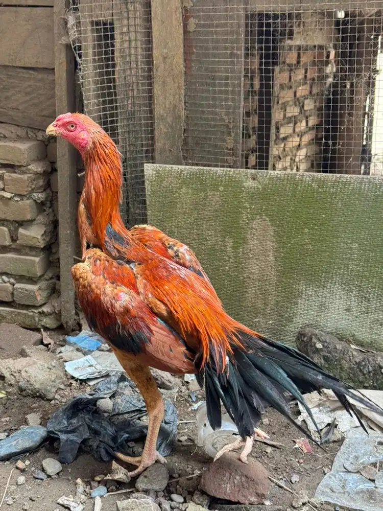 Ekor lidi super kaku