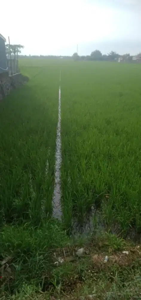 Jual Sawah 5 Menit dari kawasan Industri Solo Baru & 100m pasar Cuplik