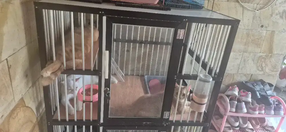 Kitten 5 bulan sudah mandiri