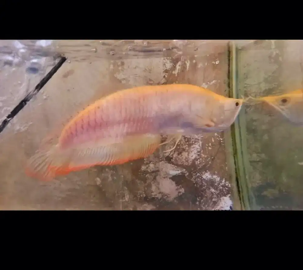 Ikan arwana silver red albino 28cm