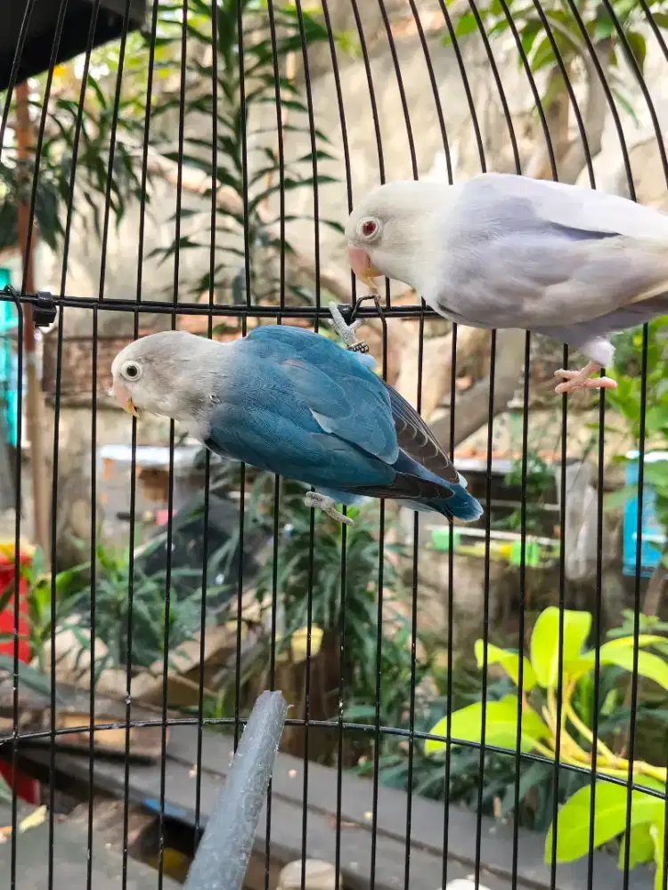 Lovebird PF Vio x Nyasa blue