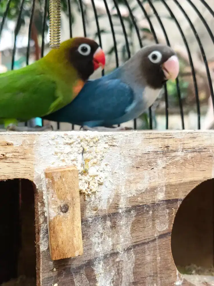 Lovebird BC Sepasang fs