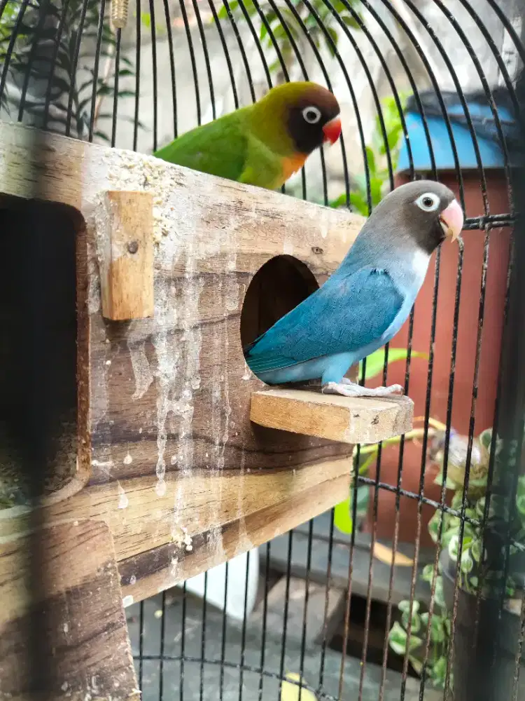 Lovebird BC Sepasang fs