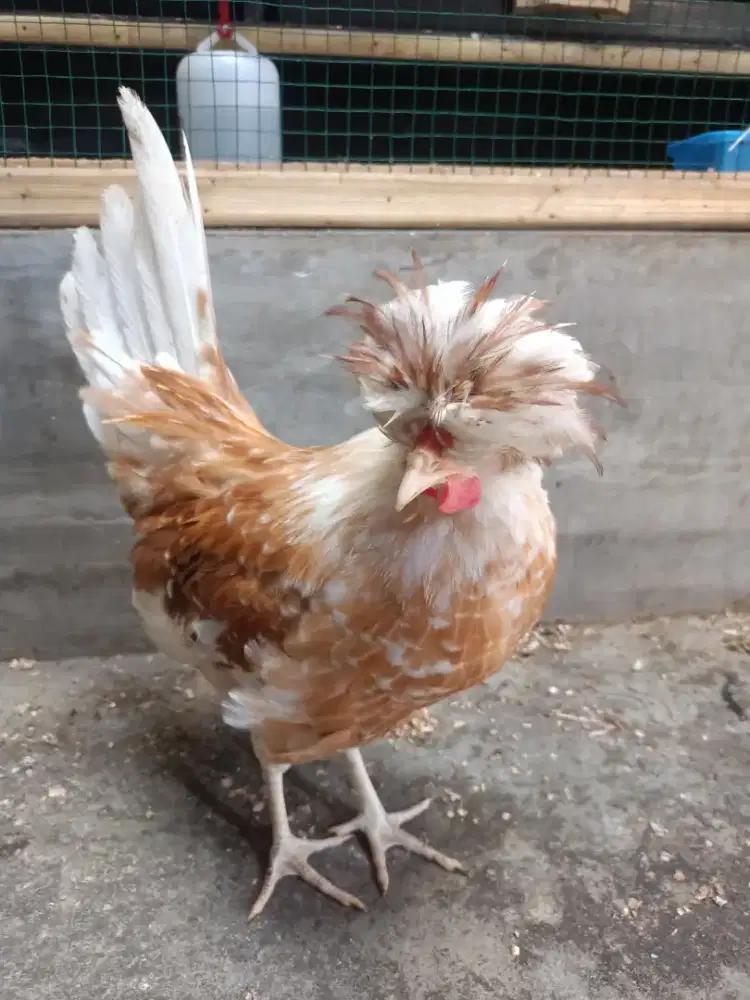 Ayam poland jambul umur 4bulan