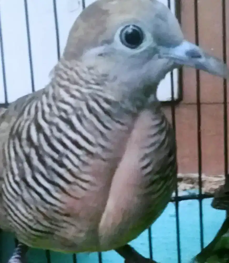 Perkutut banyumili lokal super