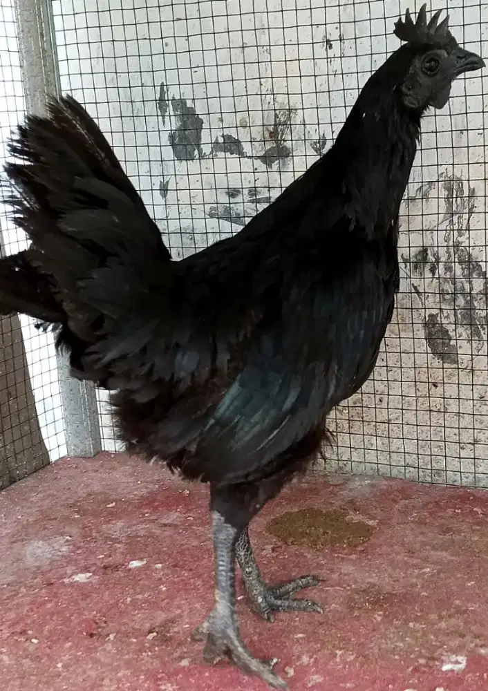 Ayam cemani hitam betina