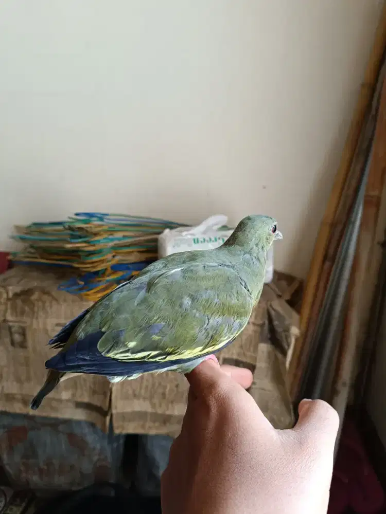 Burung saja funai puter hutan hijau jinak total tuker tambah barter