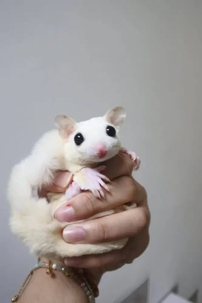 Sugar Glider Betina Leucistik