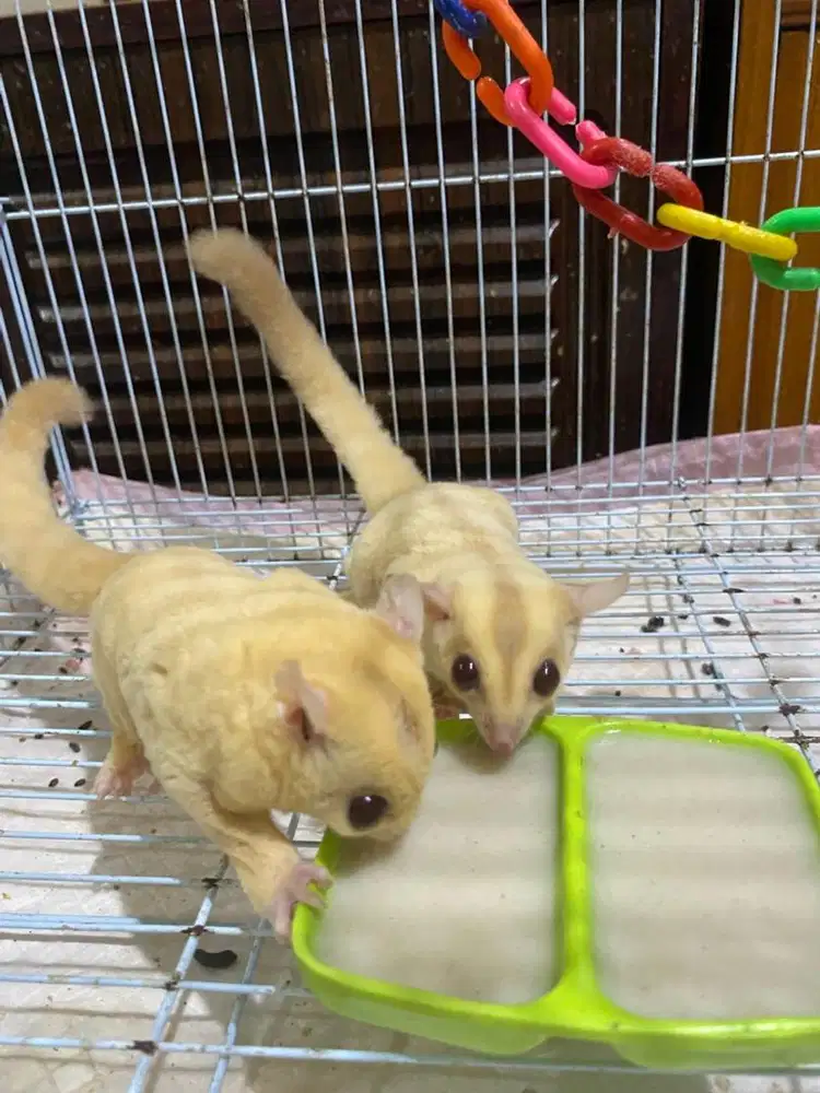 Sugar glider creamino sepasang