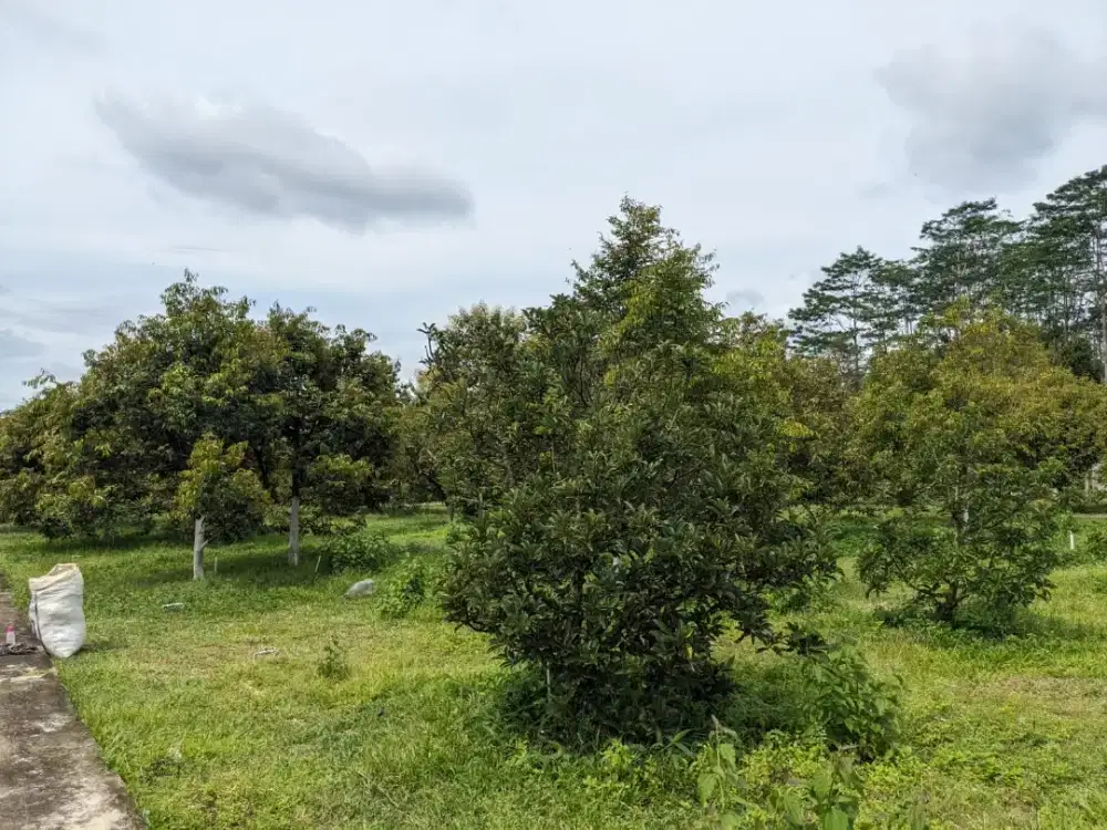 Jual perkebunan durian lokasi Jumantono luas 15,420m harga 490rb/MTR