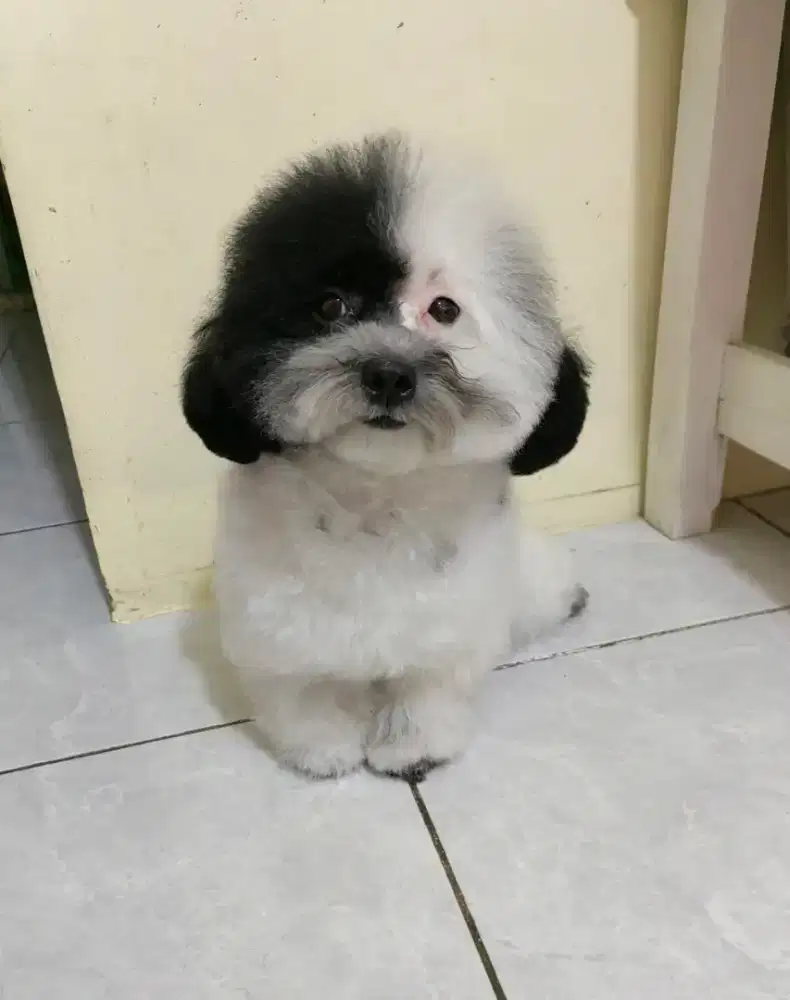 Tiny Poodle parti Female