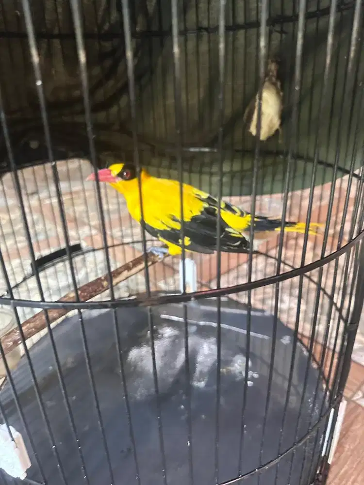 Burung Kepodang emas