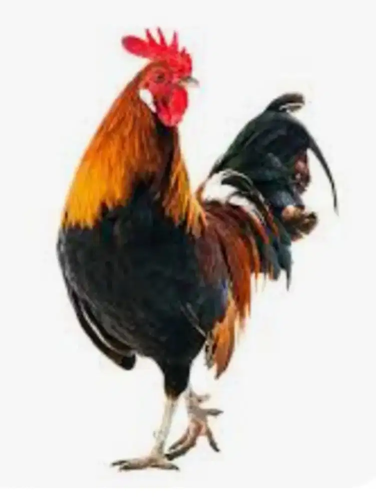 Jual Ayam Jago Jantan