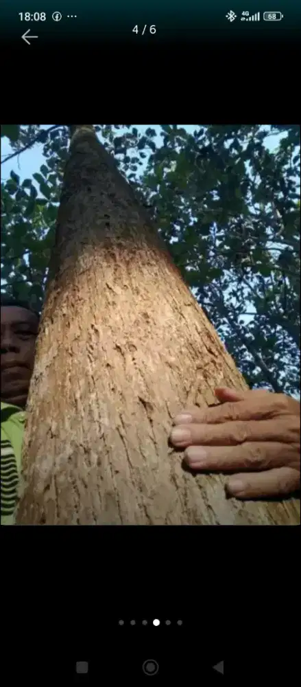 Jual tanah kebun jati