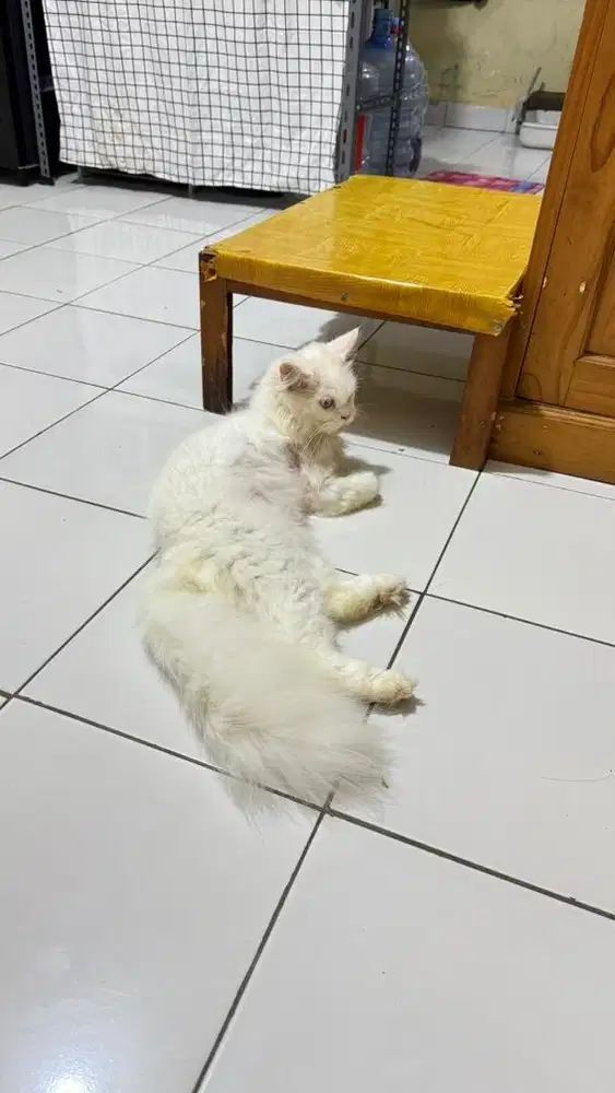 Kucing persia jantan
