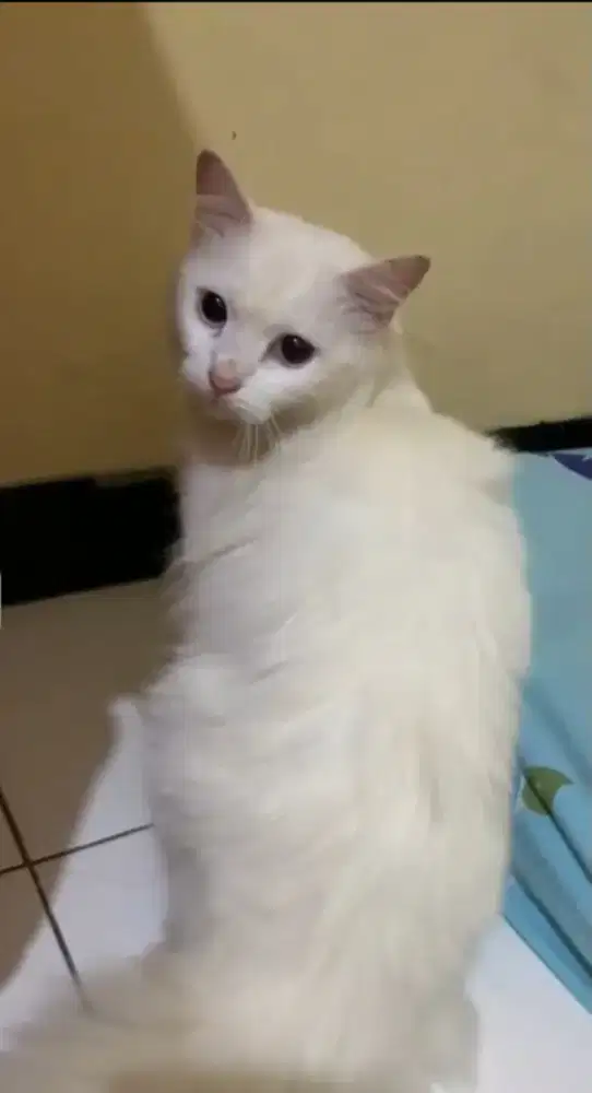 menjual kucing ras persia