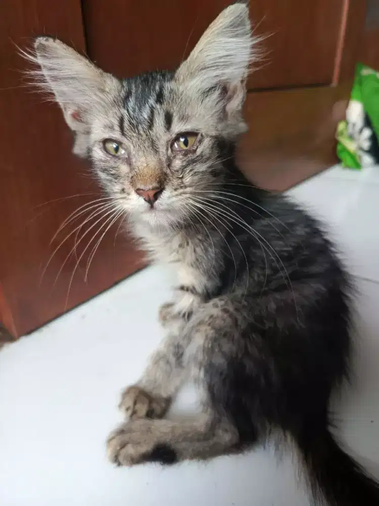 kitten persia anggora mix sehat lucu