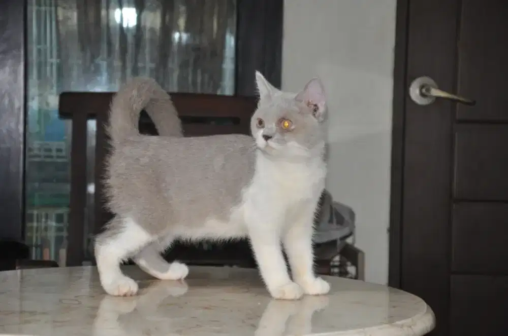 Bsh lilac bico betina cinamon carrier