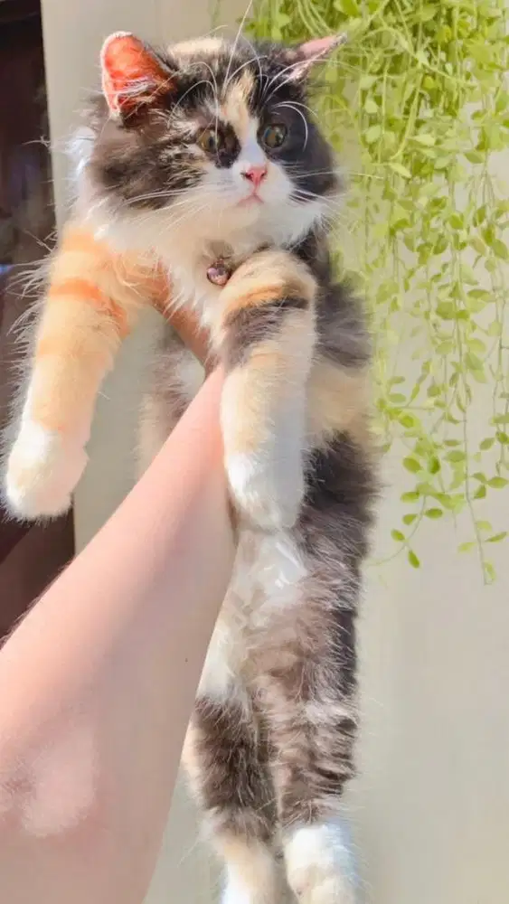 Persia betina calico