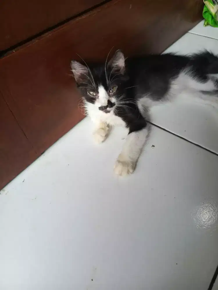 kitten persia anggora buntut kipas patah2