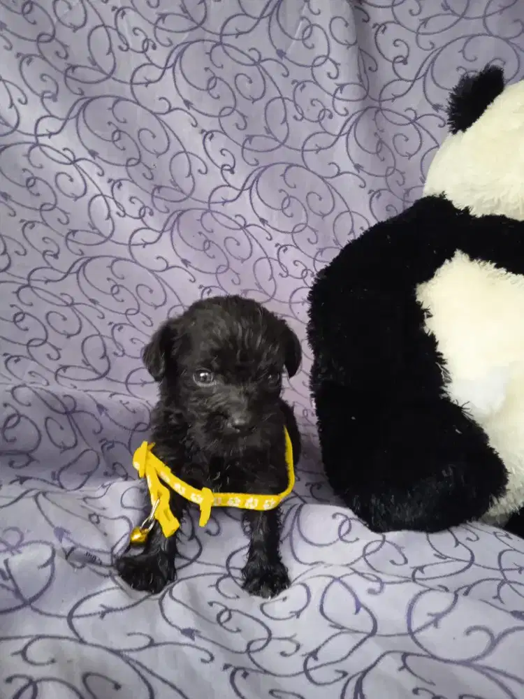 Jual puppys labrador umur 1.5 bulan aslinon stambun