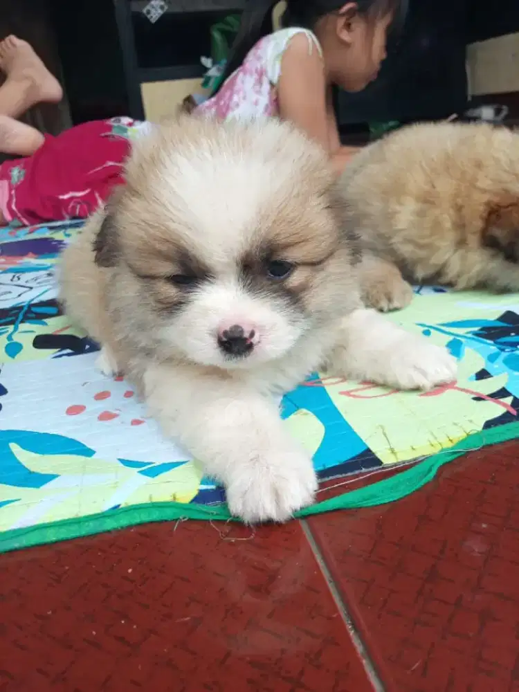 Anjing pom 2 jantan 1 betina