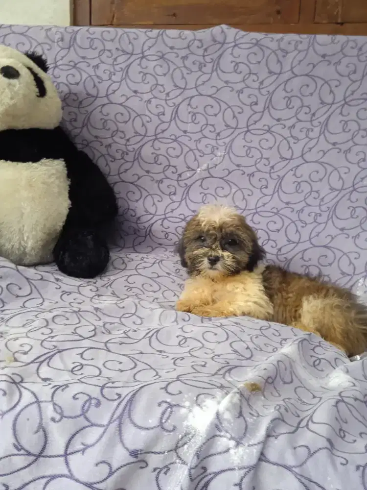 Dijual pupys asli shintzu umur 2 bulan