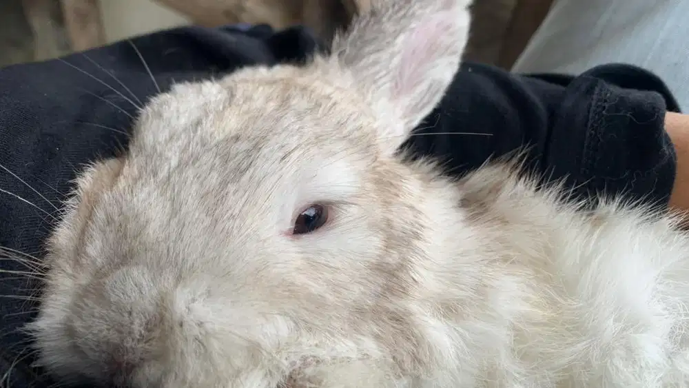 Kelinci Holland Lop Yogyakarta