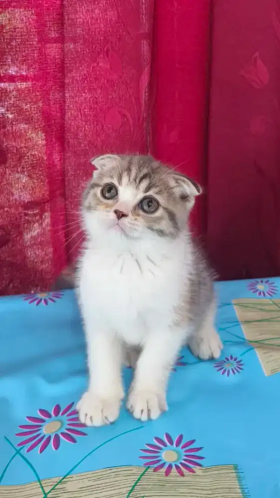 Kucing Scottish Fold Betina