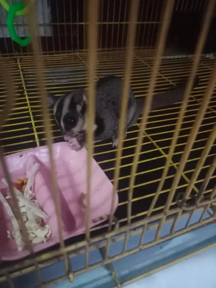 sugar glider classic grey
