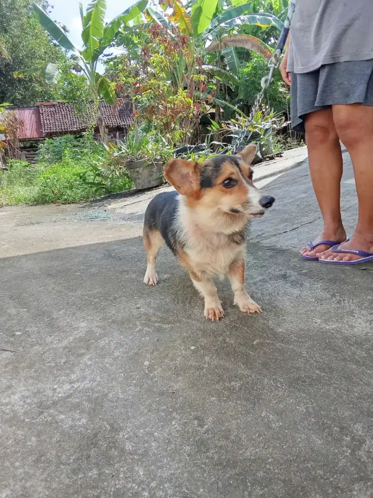 Corgi Jantan 21 bulan