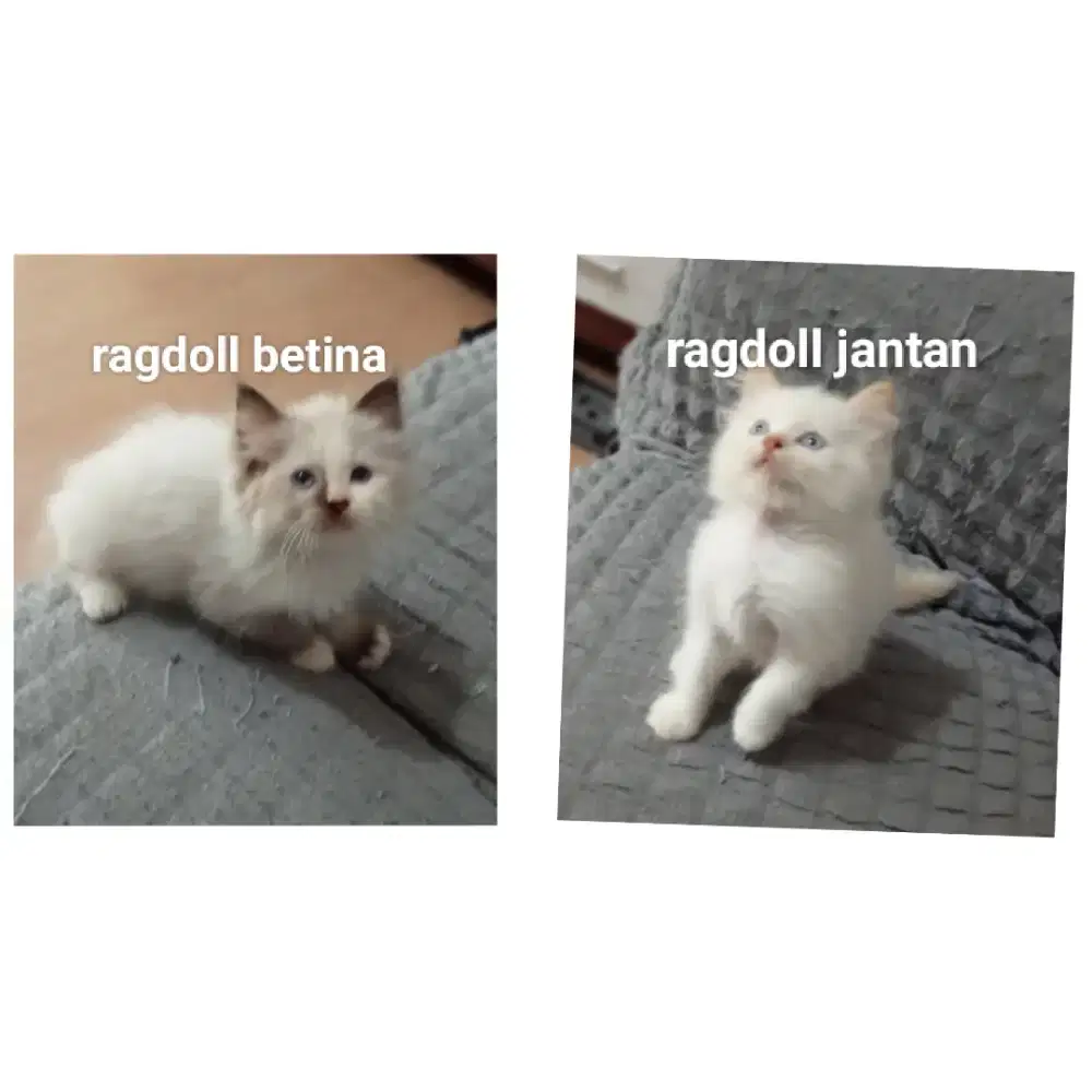 Kitten Persia ragdoll usia 2 bln