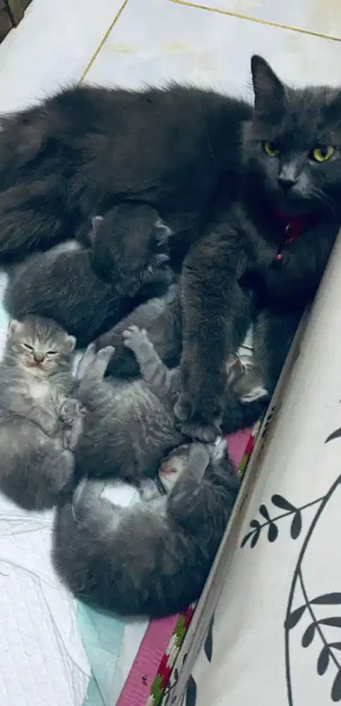 ras Persia mix britishorthir gembul