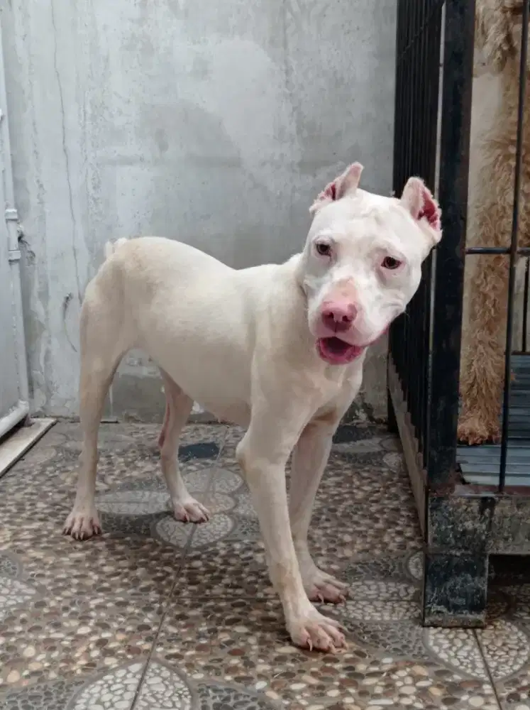 anjing pitbull red nose all white betina