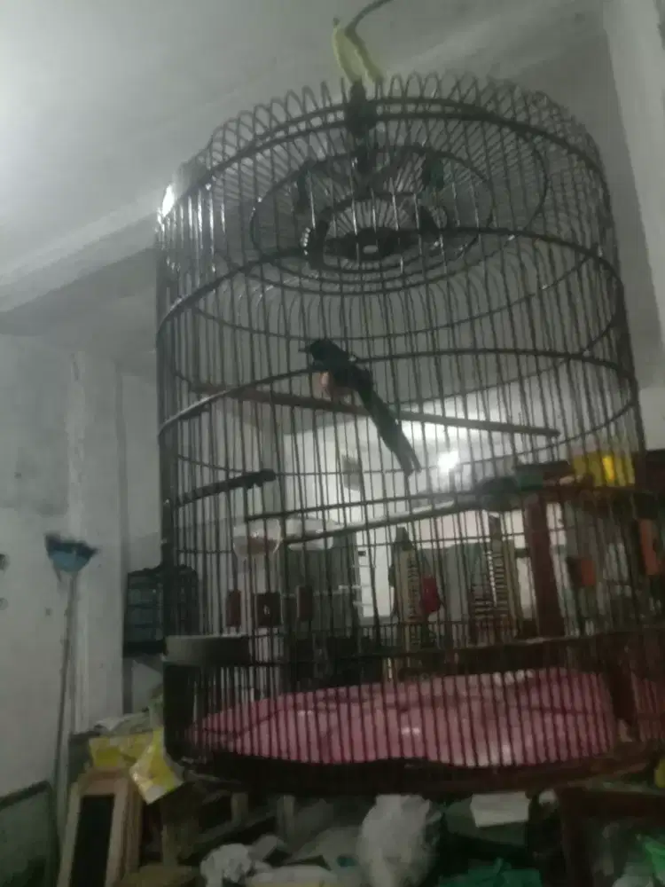 Murai Batu Balak x medan