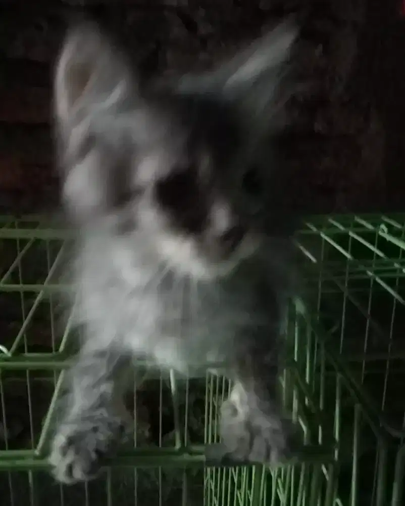Kitten Persia 3 bln