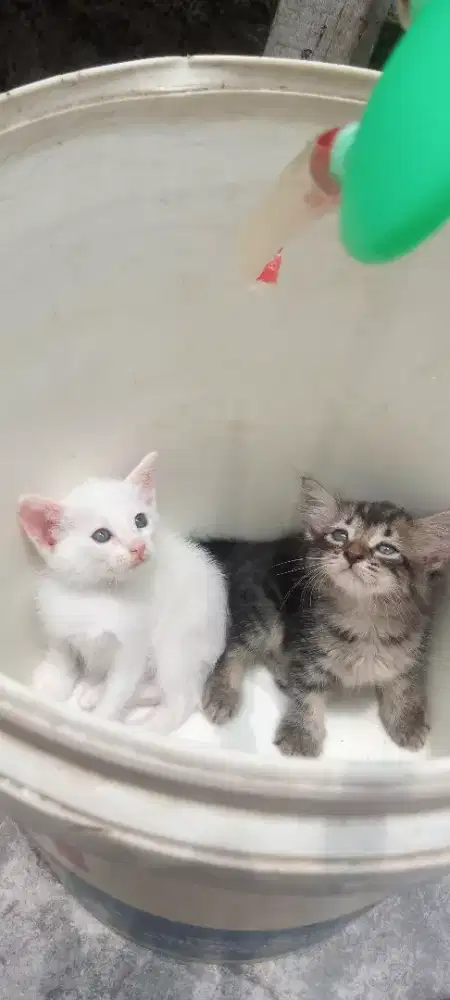 Ambil semua 3 ekor kitten dapat bonus makanan dan pasir