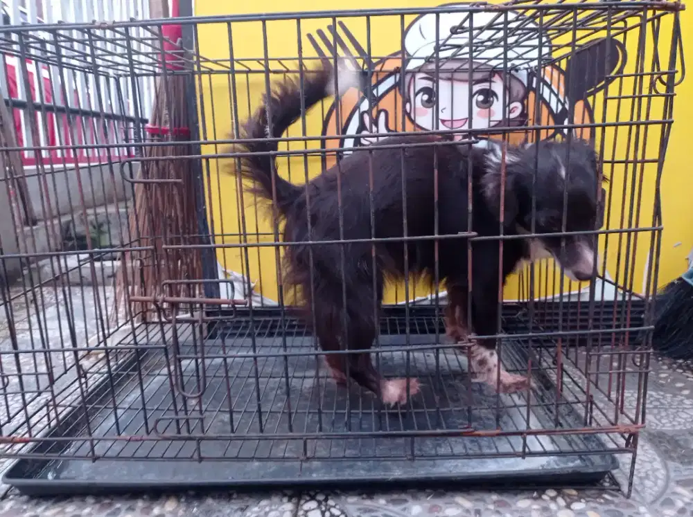 anjing ras mix border collie betina