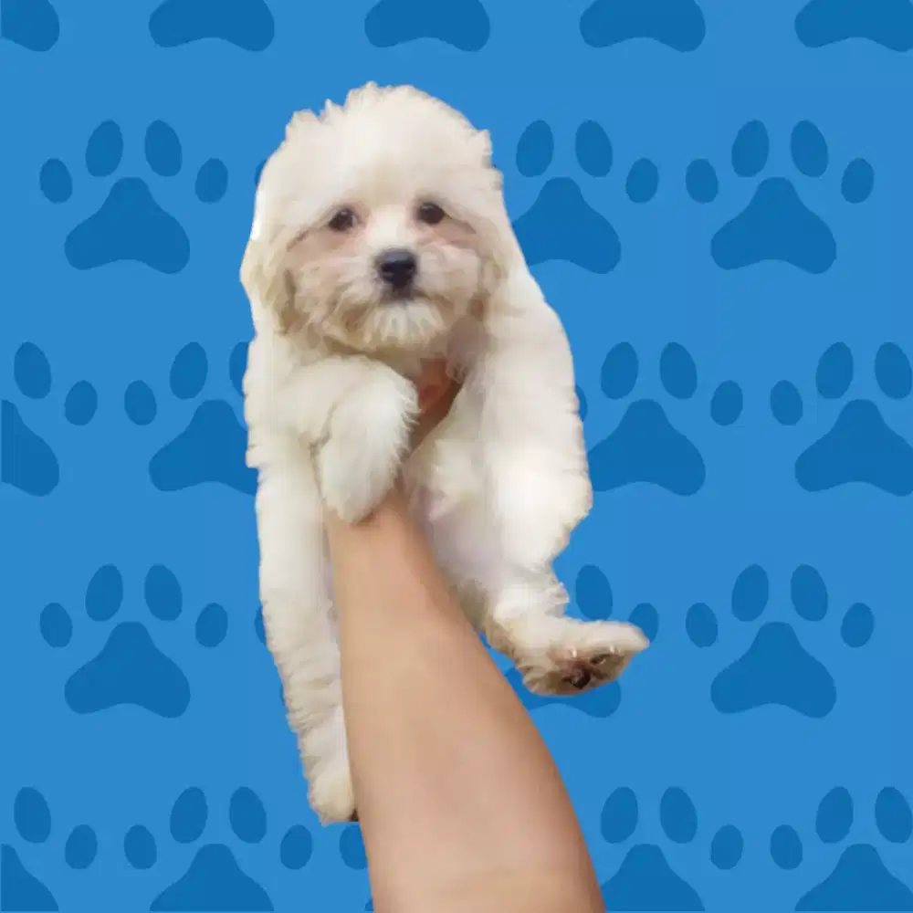 SHIPOO PUPPY SHIH-TZU POODLE