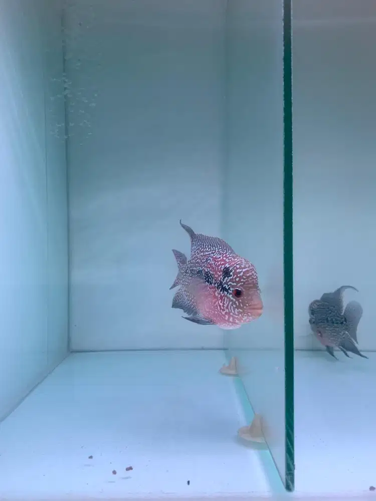 Ikan louhan  merah, mutiara shining kepala UP