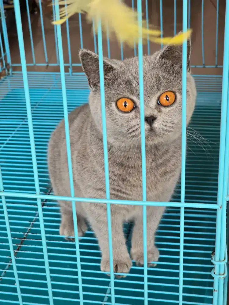 Kucing british shorthair bsh british shorthair