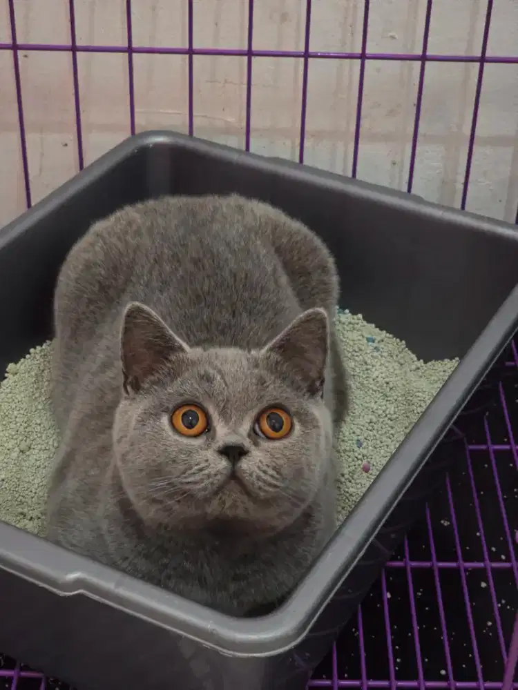 Kucing british shorthair bsh british shorthair
