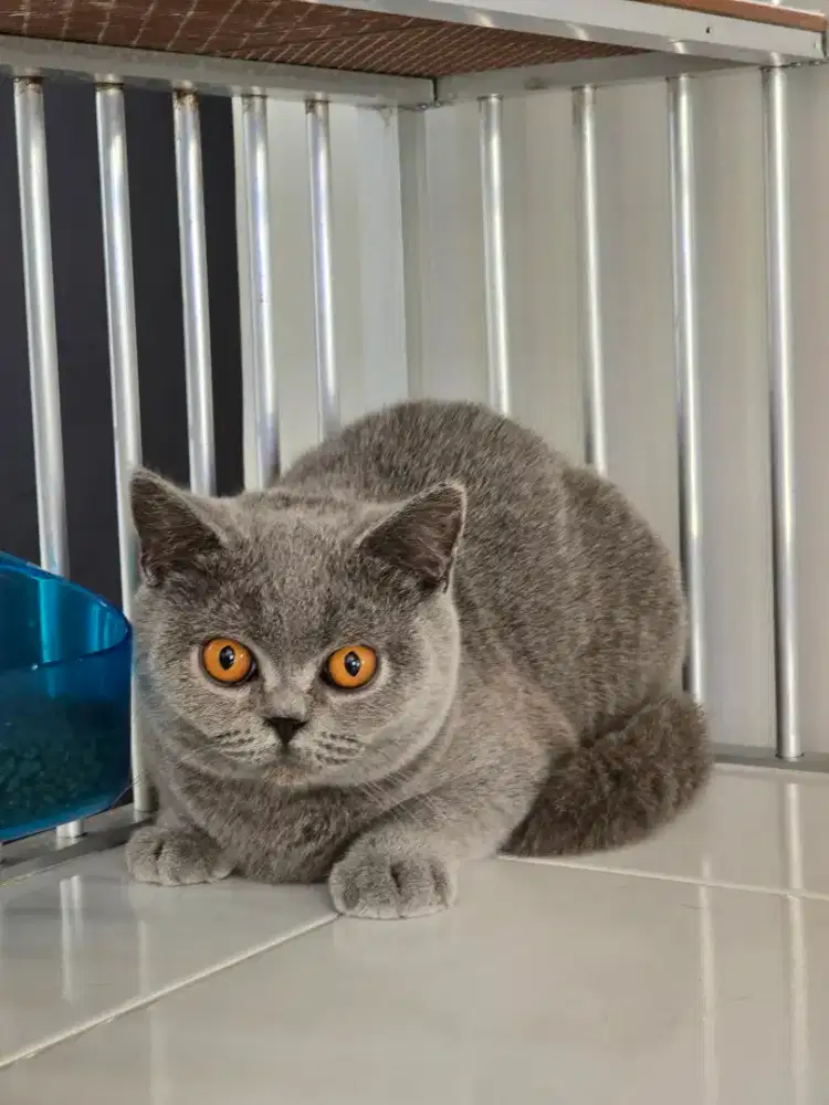 Kucing british shorthair bsh super bloodline